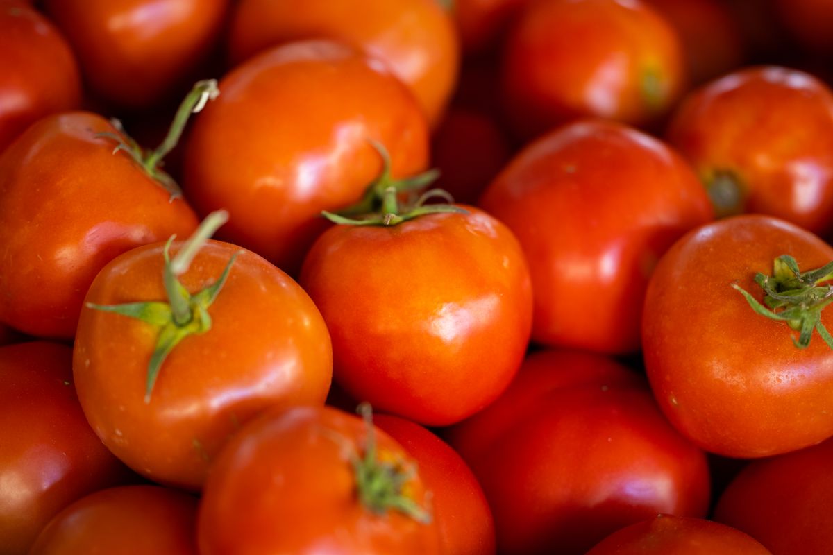 Tomates fraîches